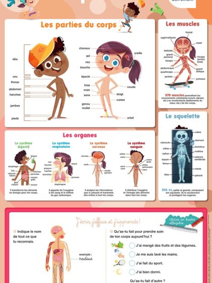 Les posters effaçables - Le corps humain