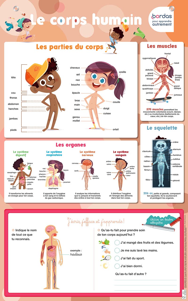 Les posters effaçables - Le corps humain